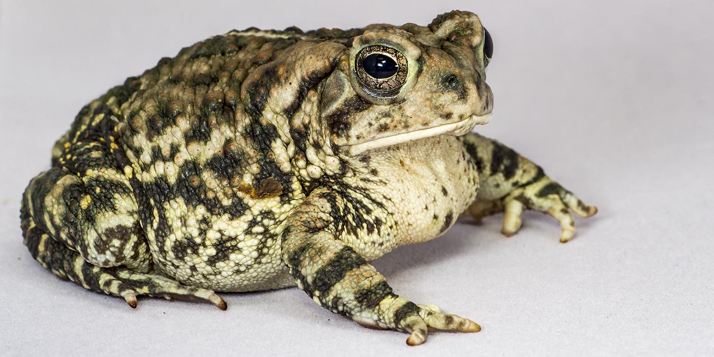 ToadsTech Logo