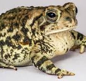 ToadsTech Logo
